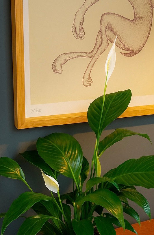 Kokedama Spathiphyllum
