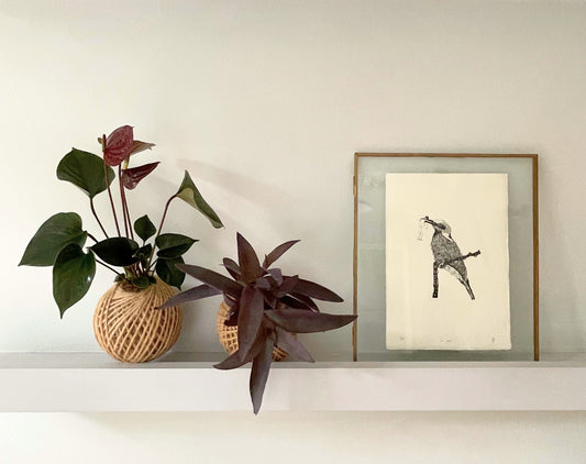 Kokedama Anthurium Andraeanum Mini