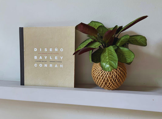 Kokedama Calathea Burle Marx