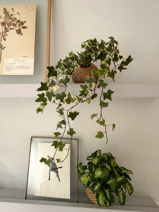Kokedama Hedera Helix