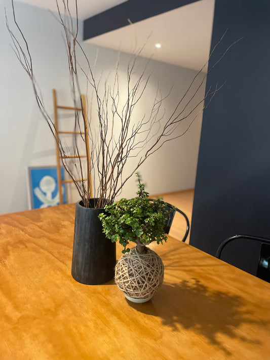 Kokedama Portulacaria Afra