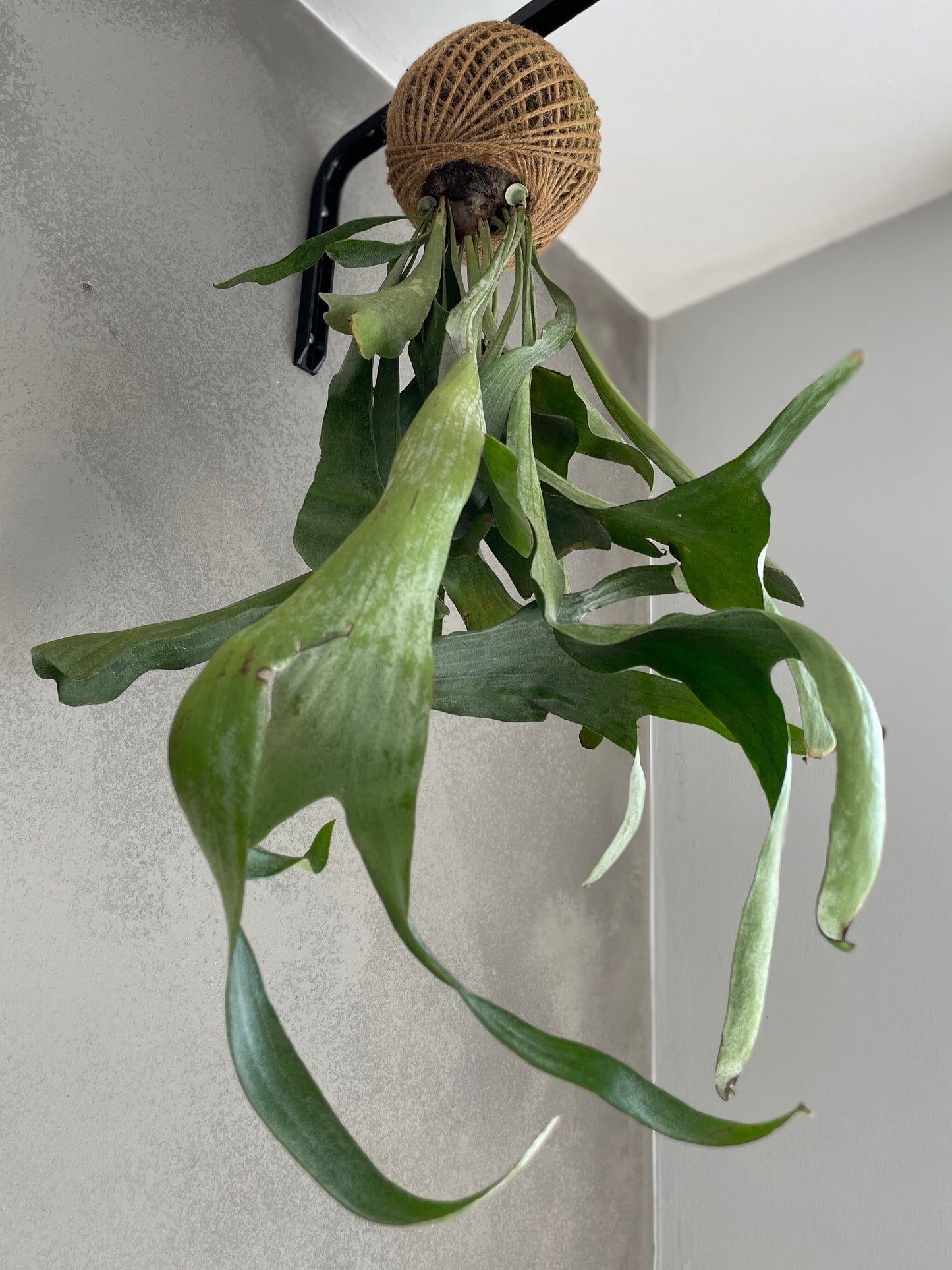 Kokedama Platycerium Bifurcatum Sisal