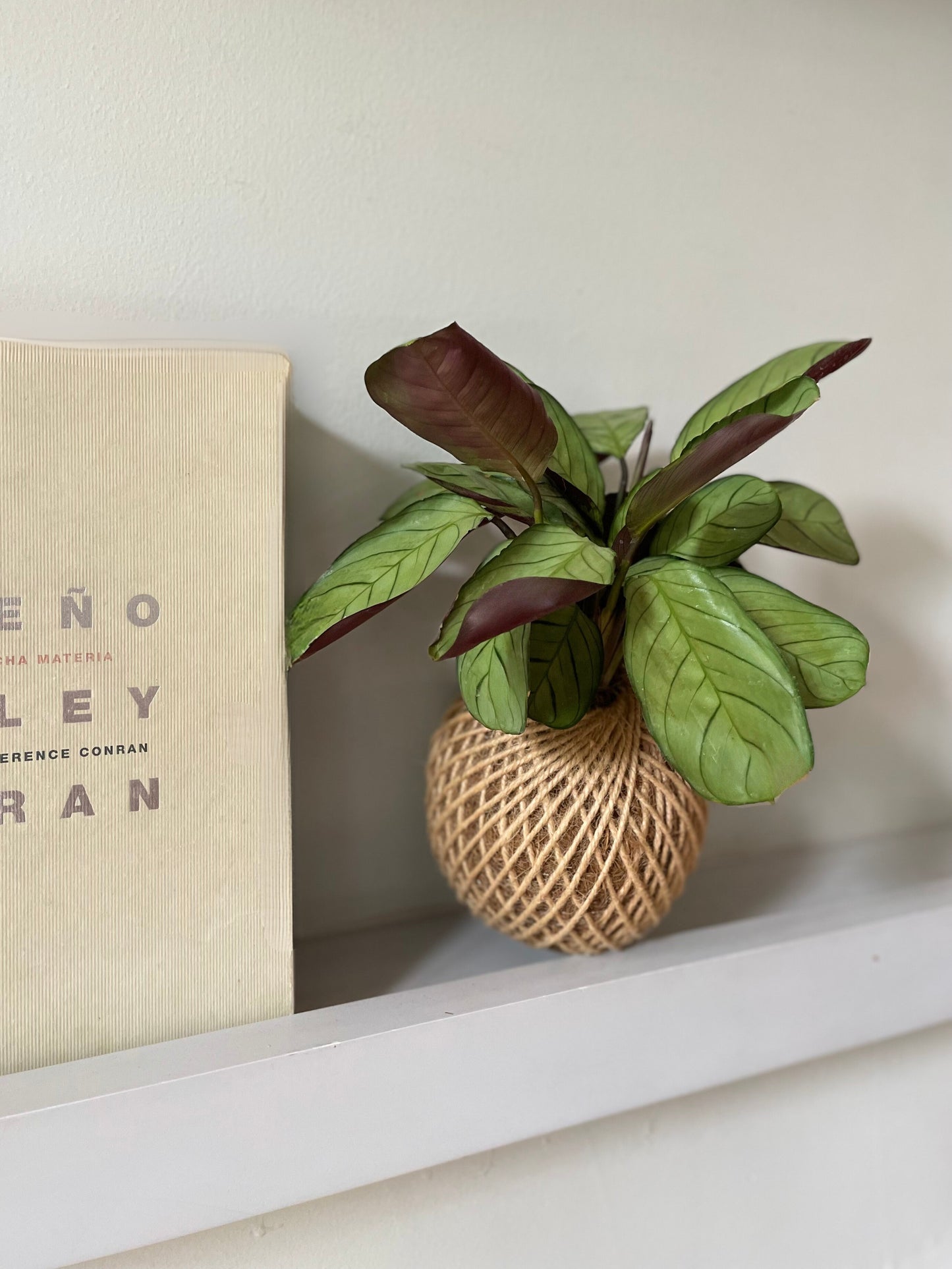 Kokedama Calathea Burle Marx