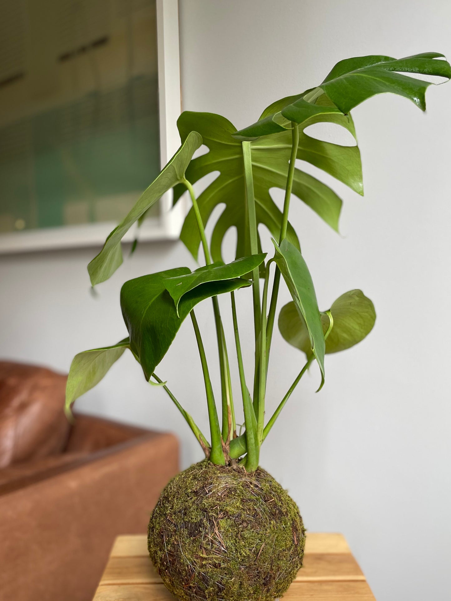 Kokedama Monstera Deliciosa