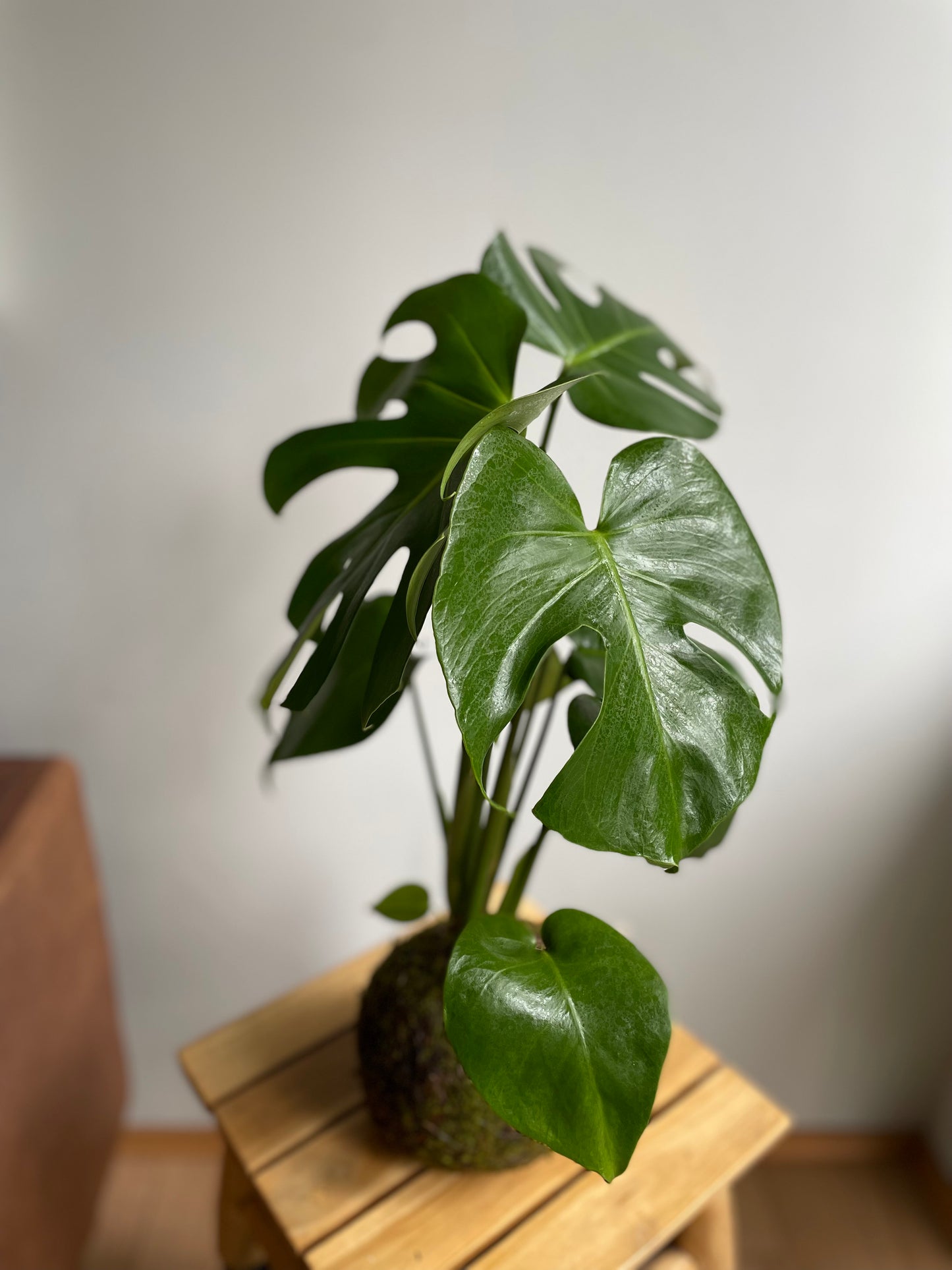 Kokedama Monstera Deliciosa