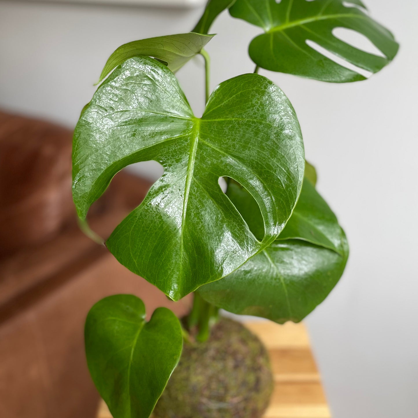 Kokedama Monstera Deliciosa