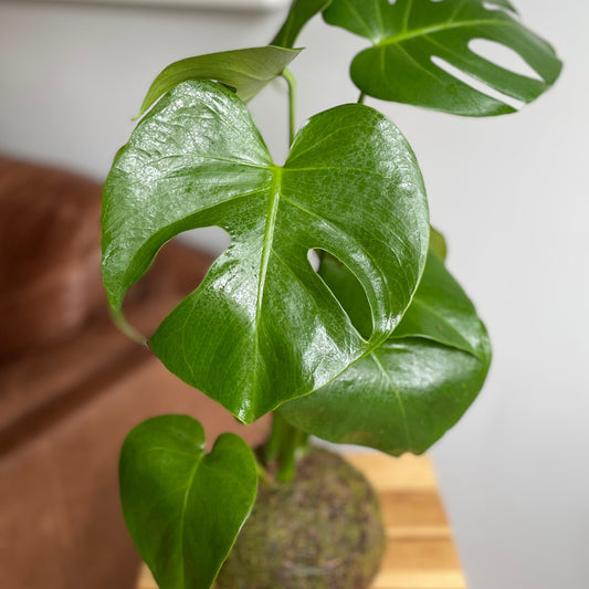 Kokedama Monstera Deliciosa