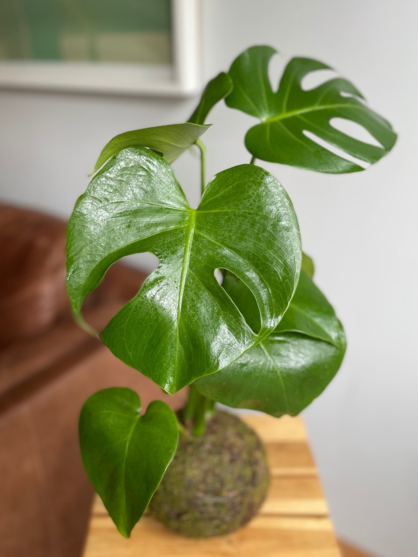 Kokedama Monstera Deliciosa