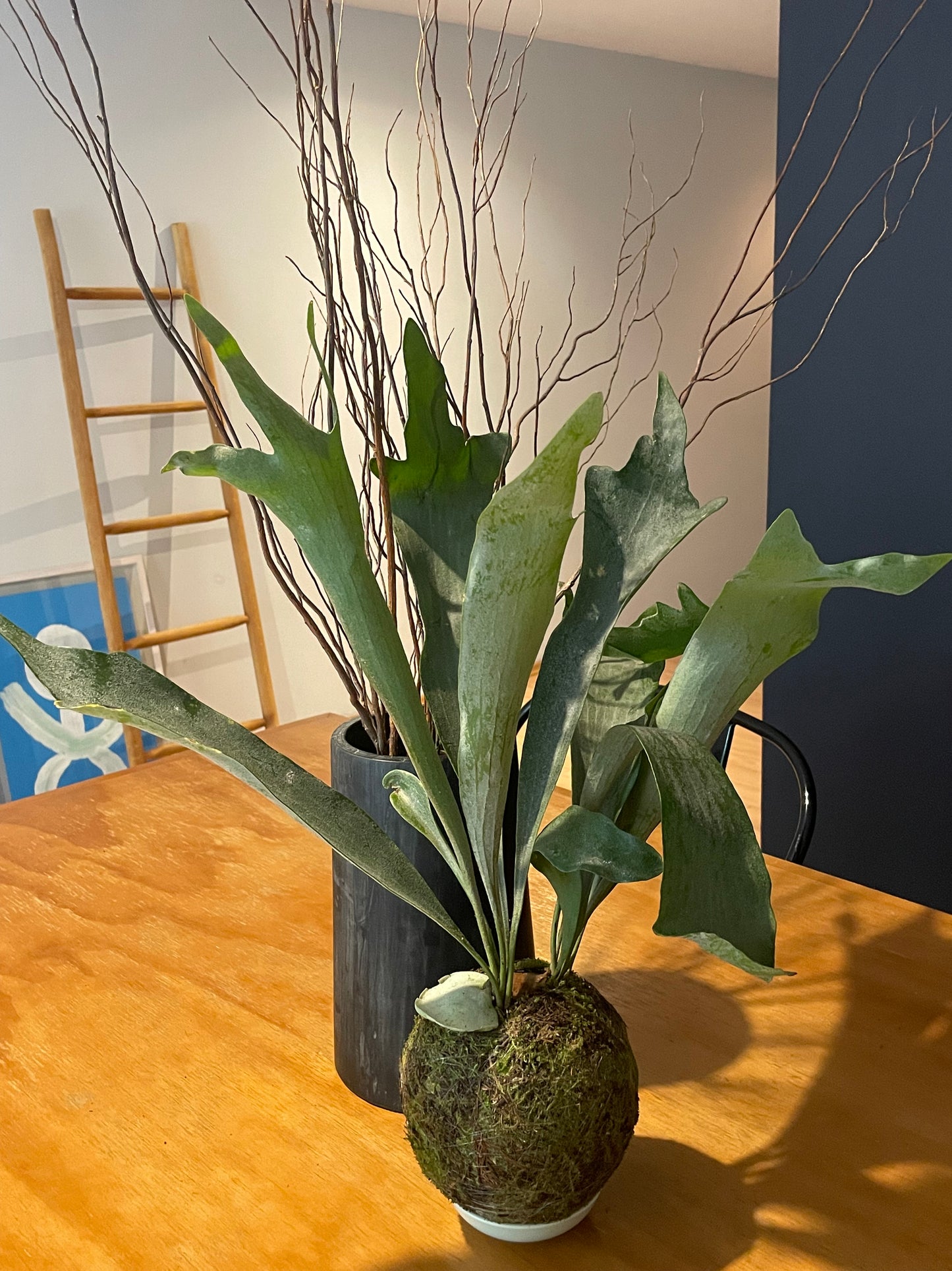 Kokedama Platycerium Bifurcatum Musgo