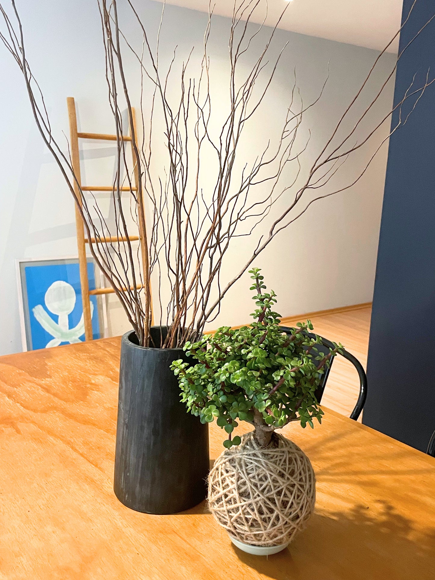 Kokedama Portulacaria Afra