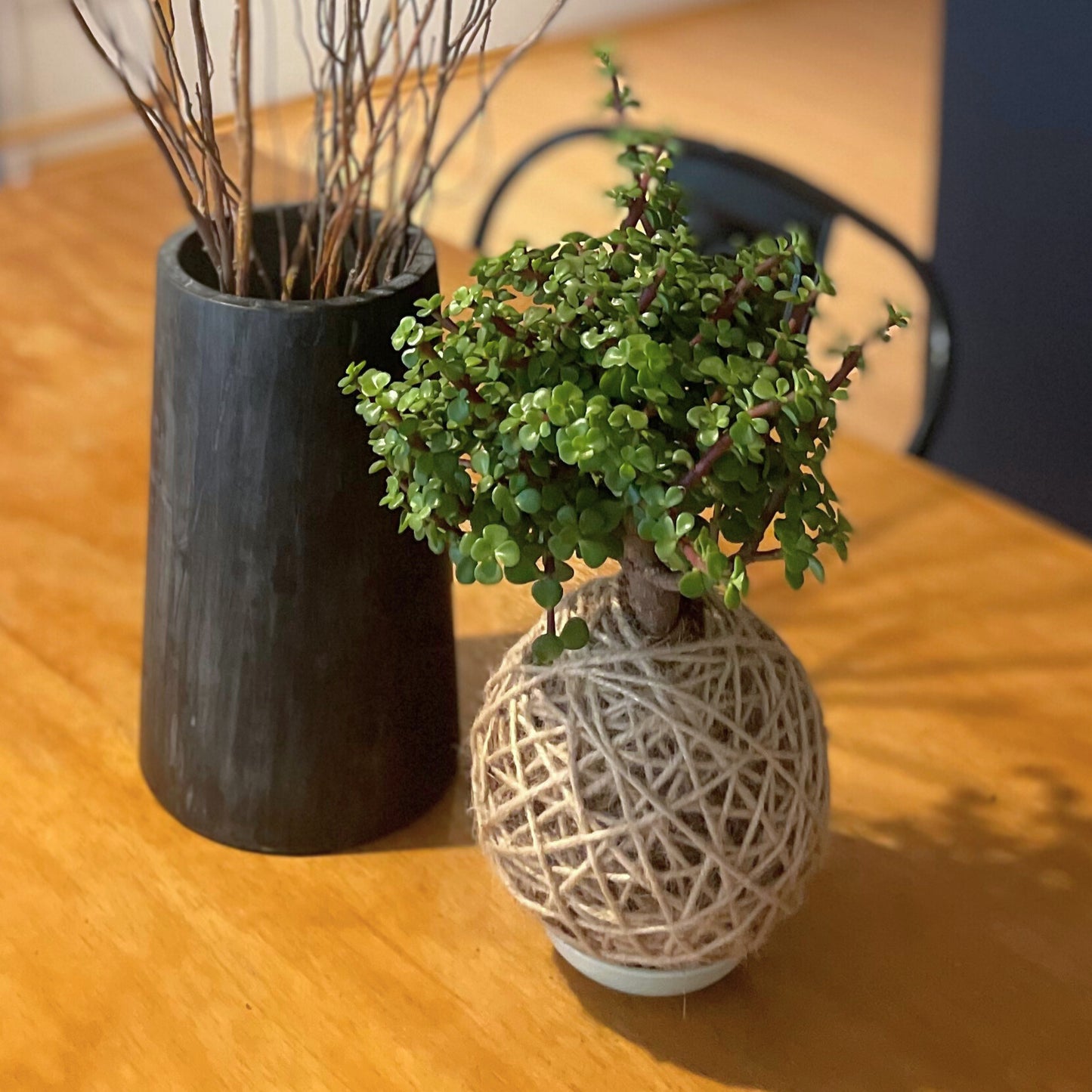 Kokedama Portulacaria Afra