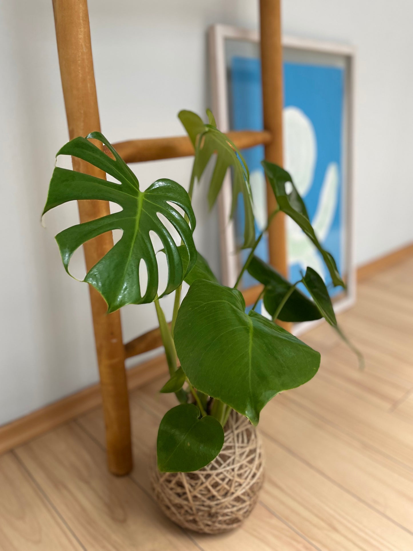 Kokedama Monstera Deliciosa