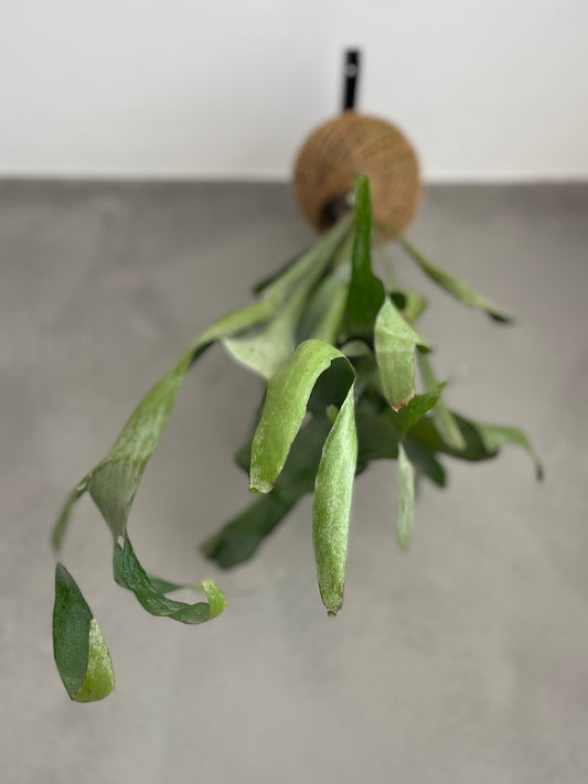 Kokedama Platycerium Bifurcatum Sisal