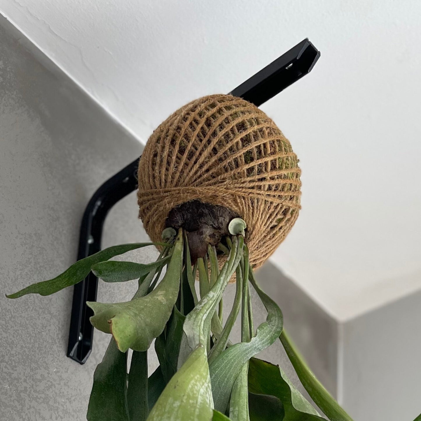 Kokedama Platycerium Bifurcatum Sisal