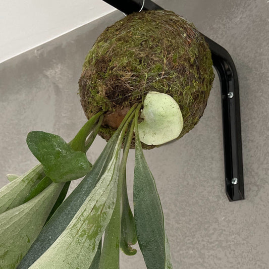 Kokedama Platycerium Bifurcatum Musgo