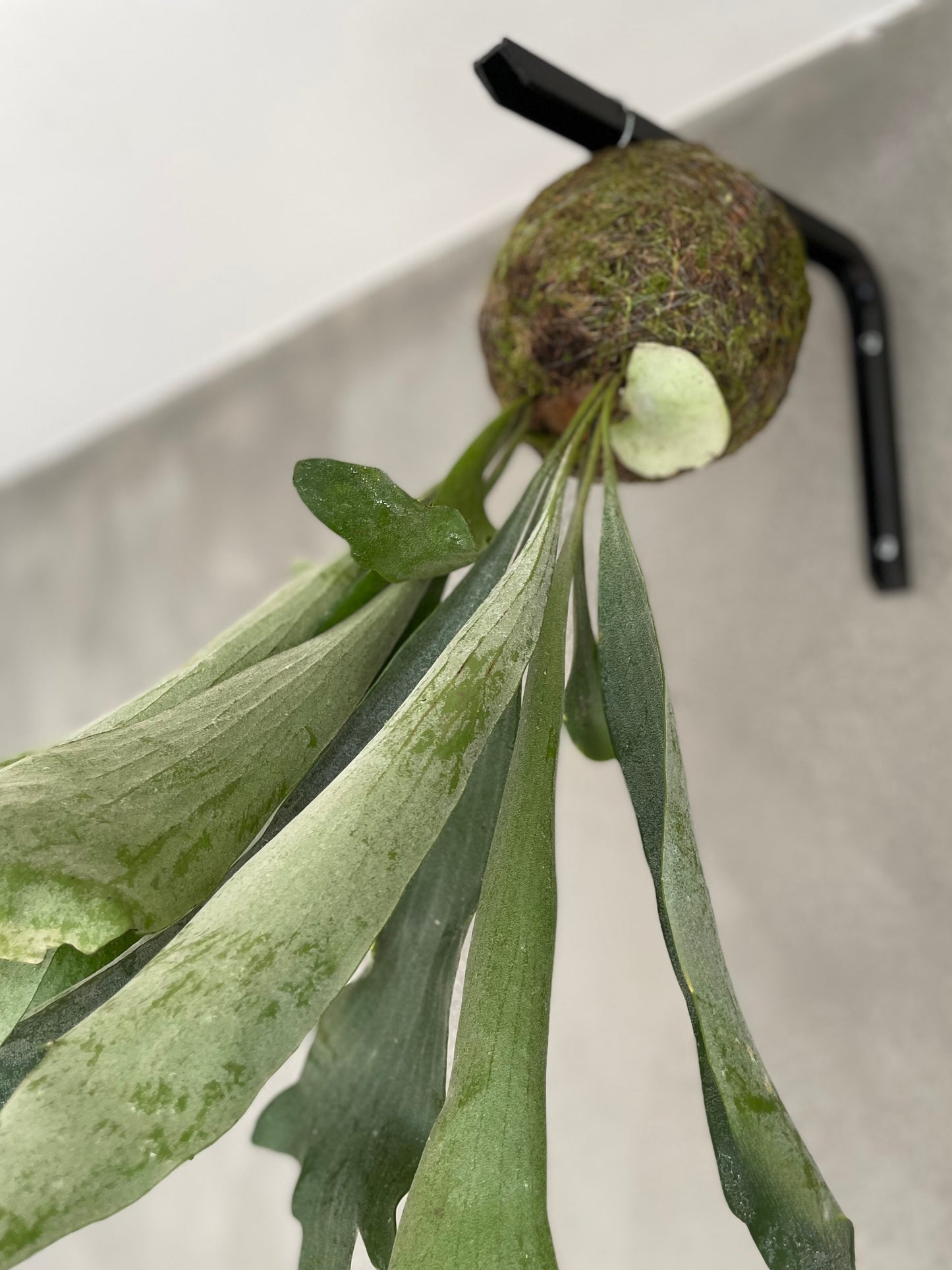 Kokedama Platycerium Bifurcatum Musgo