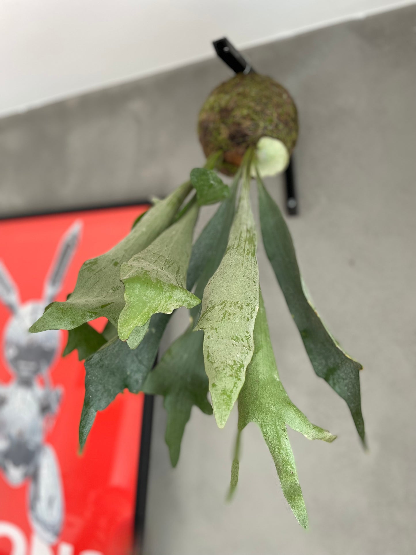 Kokedama Platycerium Bifurcatum Musgo