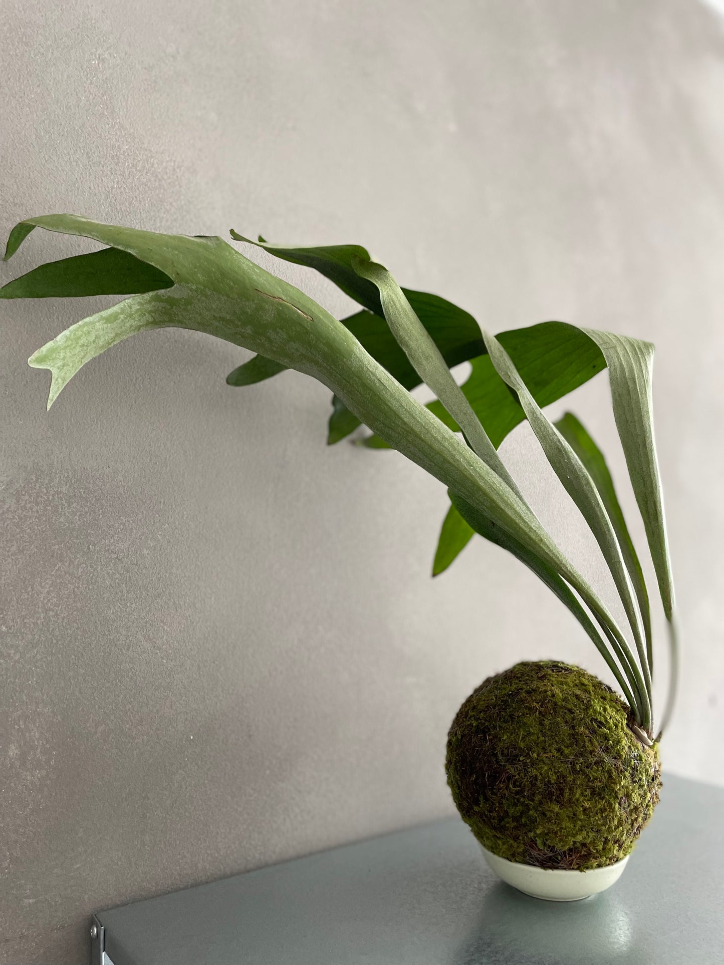 Kokedama Platycerium Bifurcatum Musgo