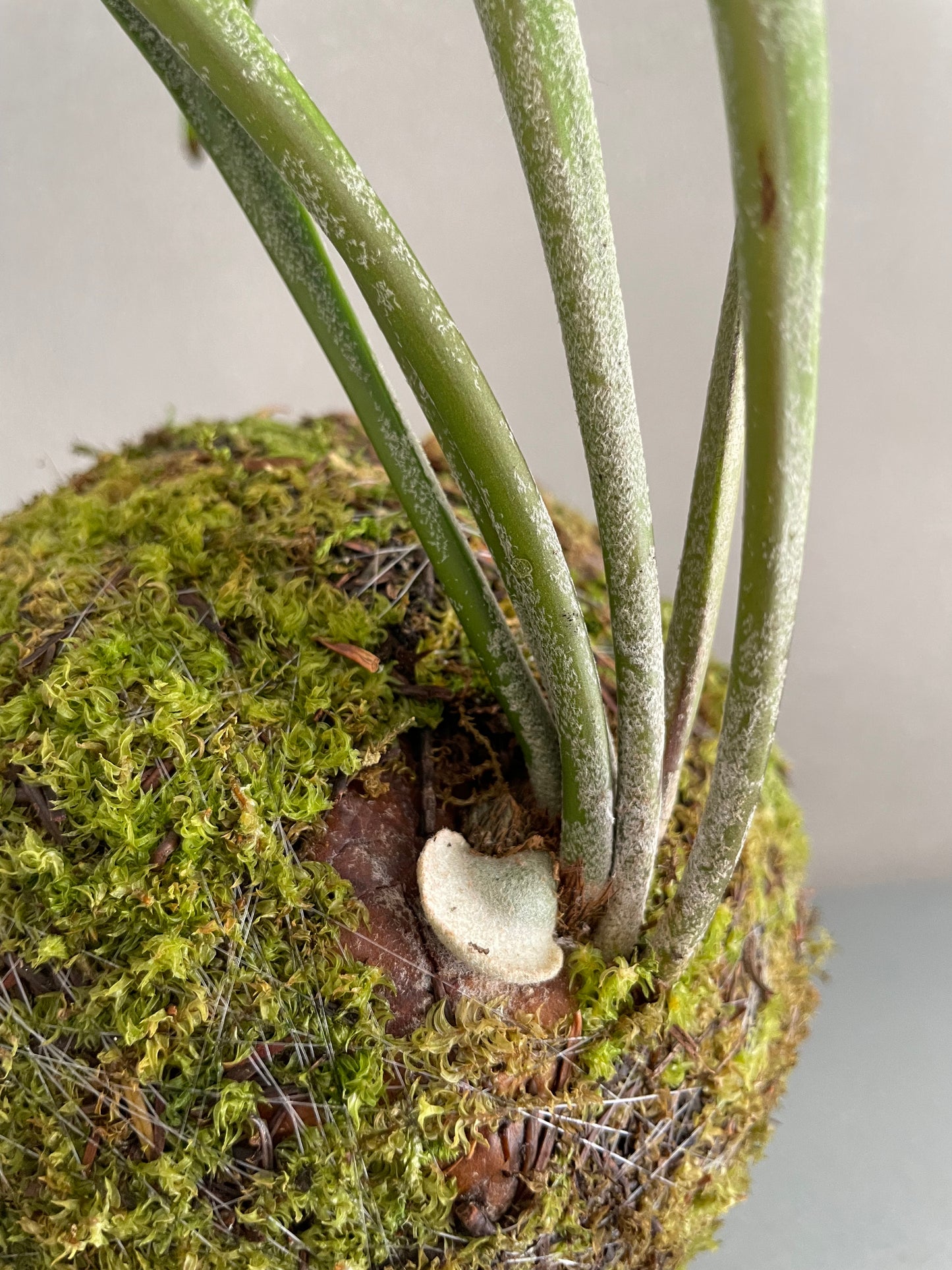 Kokedama Platycerium Bifurcatum Musgo